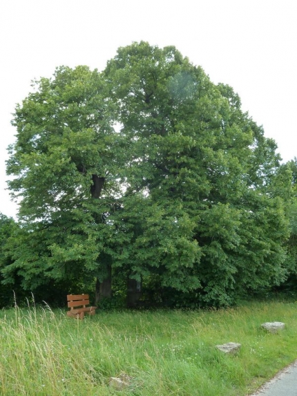 Bild 1 von 3 Linden nördlich B64